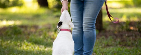 Dog Off Leash Consultation