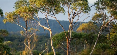 Prince Henry Drive Park