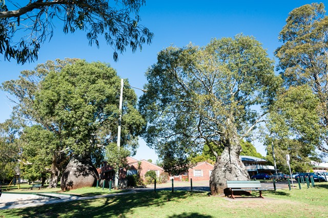 lakeannandbottlebrushtrees