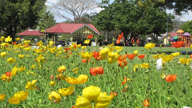 Laurel Bank Park gazebo, children's playground area