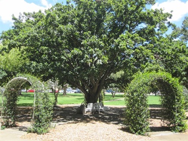 mothersmemorialhedgeandtree.jpg