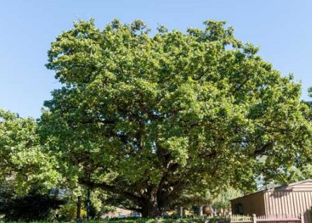 Water Oak tree in Laurel Bank Park